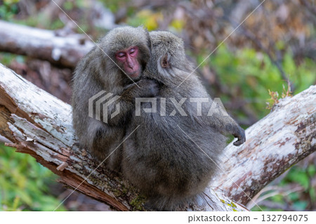 Yakuzaru dumplings - cold weather protection - Yakushima, a World Heritage Site (winter) Yakuzaru dumplings - cold weather protection - Yakushima, a World Heritage Site (winter) 132794075
