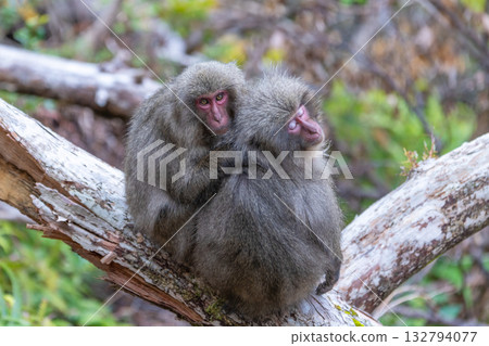 Yakuzaru dumplings - cold weather protection - Yakushima, a World Heritage Site (winter) 132794077