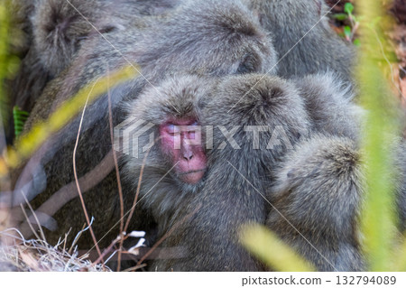 Yakuzaru dumplings - cold weather protection - Yakushima, a World Heritage Site (winter) 132794089