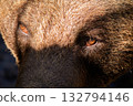 Brown bear close-up with intense eyes in sunlight 132794146