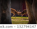 Two deer locking antlers in sunlight, wildlife photography 132794147