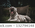 White tiger yawning in forest shade, wildlife photography 132794148