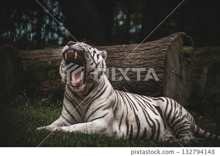 White tiger yawning in forest shade, wildlife photography White tiger yawning in forest shade, wildlife photography 132794148