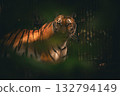 Tiger hiding in jungle shadows, wildlife nature photography 132794149