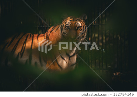 Tiger hiding in jungle shadows, wildlife nature photography 132794149
