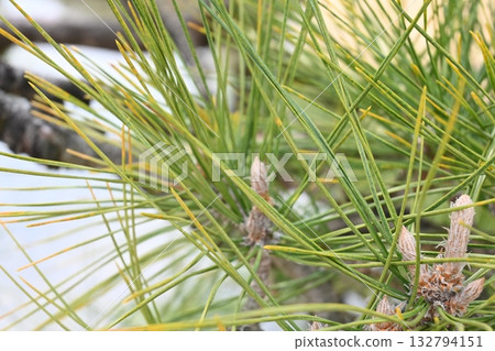 Pine leaves Pine leaves 132794151