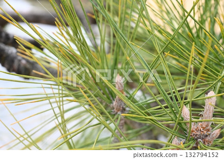 Pine leaves Pine leaves 132794152
