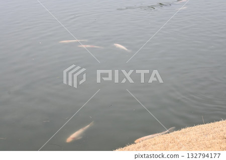 Carp of a pond Carp of a pond 132794177