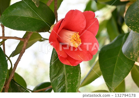 Camellia Camellia 132794178
