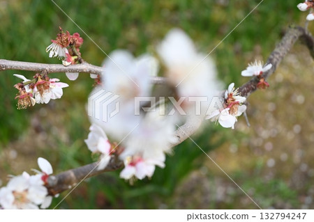 plum plum 132794247