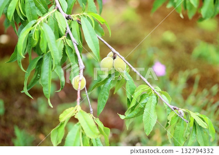 可愛的李子果實 132794332