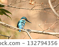 Kingfisher on a winter-dead branch 132794356