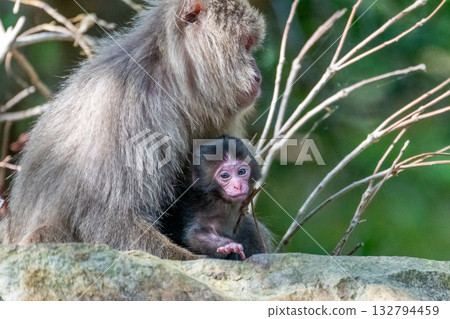 Yakuza monkeys and their children relaxing on Yakushima Island, a World Heritage Site (Spring) Yakuza monkeys and their children relaxing on Yakushima Island, a World Heritage Site (Spring) 132794459