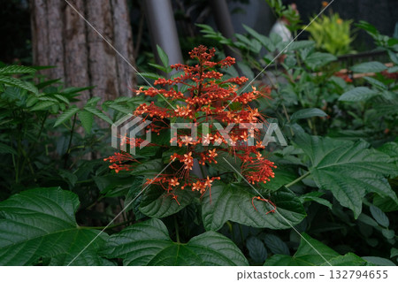 Pagoda Flower (Clerodendrum paniculatum) Pagoda Flower (Clerodendrum paniculatum) 132794655