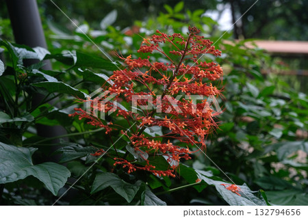 Pagoda Flower (Clerodendrum paniculatum) 132794656