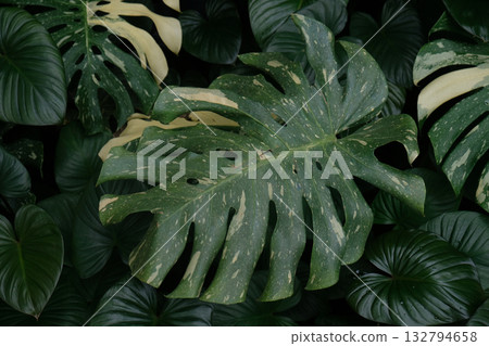 Tropical green leaves background, Monstera Deliciosa leaf Tropical green leaves background, Monstera Deliciosa leaf 132794658