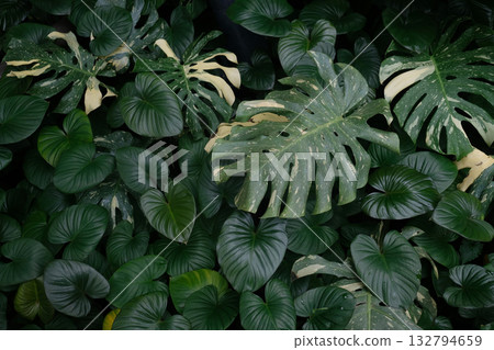 Tropical green leaves background Tropical green leaves background 132794659