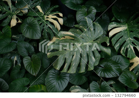 Tropical green leaves background Tropical green leaves background 132794660