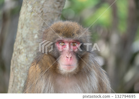 日本獼猴嵐山猴子公園岩田山 132794695