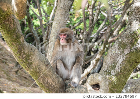 樹上的日本獼猴 嵐山雪猴公園 岩田山 132794697