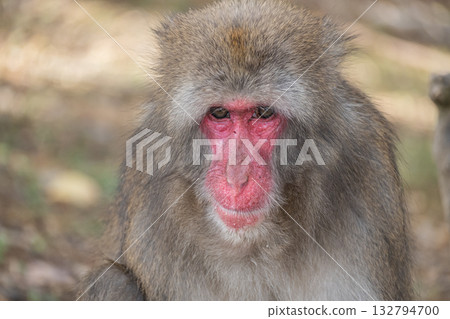 日本獼猴嵐山猴子公園岩田山 日本獼猴嵐山猴子公園岩田山 132794700