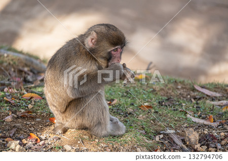 Japanese macaque Arashiyama Monkey Park Iwatayama Japanese macaque Arashiyama Monkey Park Iwatayama 132794706