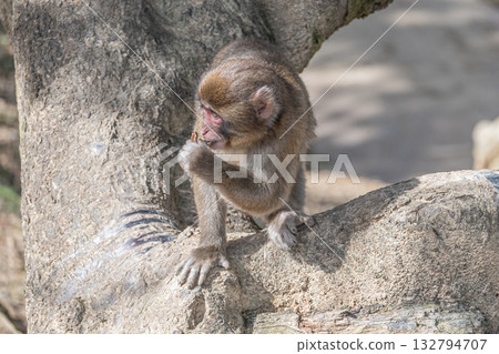 Japanese macaque Arashiyama Monkey Park Iwatayama Japanese macaque Arashiyama Monkey Park Iwatayama 132794707