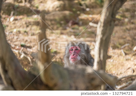 Japanese macaque Arashiyama Monkey Park Iwatayama 132794721