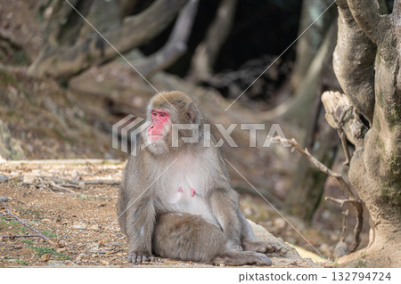 日本獼猴嵐山猴子公園岩田山 日本獼猴嵐山猴子公園岩田山 132794724