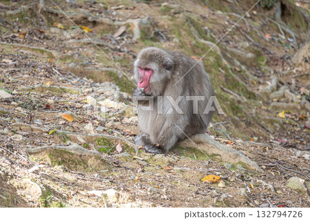 日本獼猴嵐山猴子公園岩田山 日本獼猴嵐山猴子公園岩田山 132794726