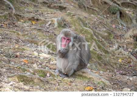日本獼猴嵐山猴子公園岩田山 日本獼猴嵐山猴子公園岩田山 132794727