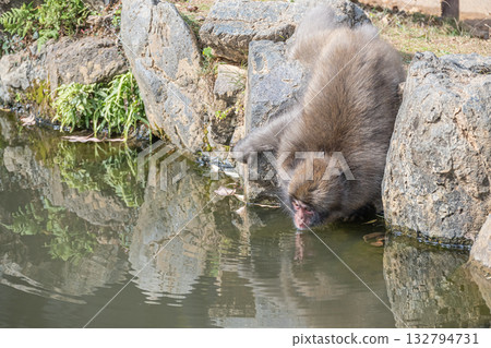 Japanese macaques drinking water from a pond at Arashiyama Monkey Park Iwatayama 132794731