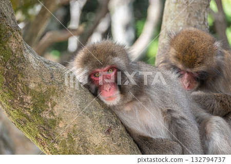 在嵐山猴園岩田山分園，日本獼猴在樹上梳理毛髮。 132794737