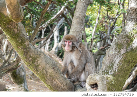 樹上的日本獼猴 嵐山雪猴公園 岩田山 132794739