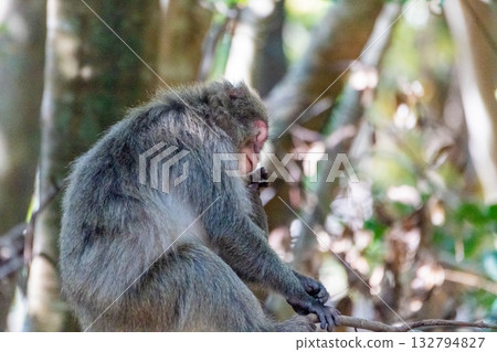 屋久島世界遺產（春季） 132794827