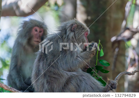 屋久島世界遺產（春季） 132794829