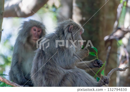 屋久島世界遺產（春季） 132794830