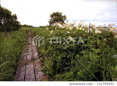 Sarobetsu wilderness 132794832