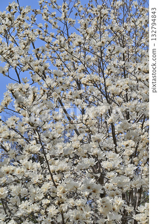 Hakkumen in full bloom Hakkumen in full bloom 132794843