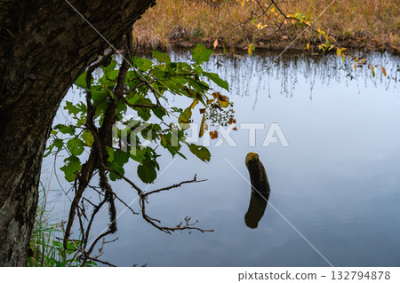 在水邊的枯葉 在水邊的枯葉 132794878