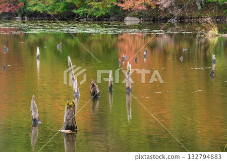 Reflected Dead Tree Reflected Dead Tree 132794883