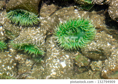 Bright anemones with green tentacles in the water of a tidepool in summer. Bright anemones with green tentacles in the water of a tidepool in summer. 132794909