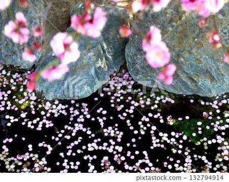 早春時節,河津櫻花從池塘飄落。 早春時節,河津櫻花從池塘飄落。 132794914