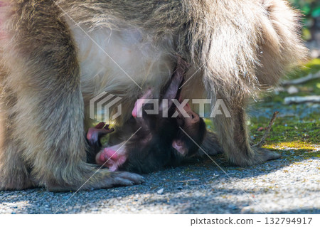 Baby Yakuza monkeys hugging each other World Natural Heritage Yakushima (Spring) Baby Yakuza monkeys hugging each other World Natural Heritage Yakushima (Spring) 132794917