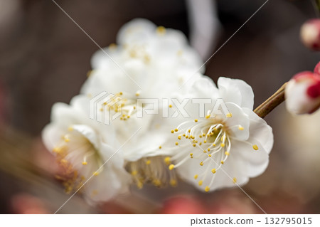 white plum blossom white plum blossom 132795015