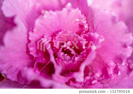 Pink leaf peony 132795016
