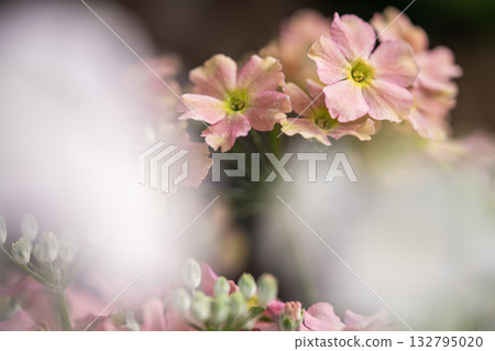 Pink primroses blooming in early spring 132795020