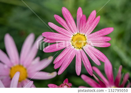 Pink marguerite 132795050