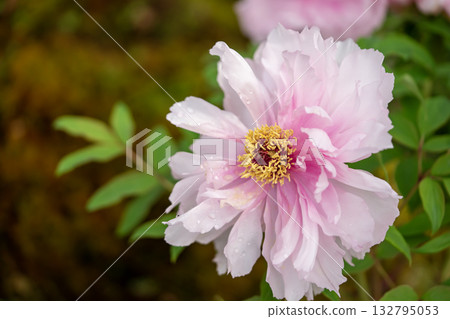 Landscape with peony flowers Landscape with peony flowers 132795053