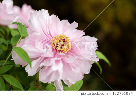 Peony flowers are blooming Peony flowers are blooming 132795054